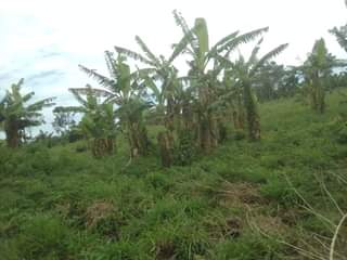 A picture of 3 FERTILE ACRES FOR SALE IN NAKASEKE KIVUMU 15M PER