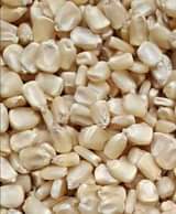 maize