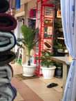 A picture of Artificial Plants and Flowers