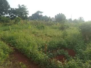 A picture of 100 by 100 ft plot for sale on mukono katosi