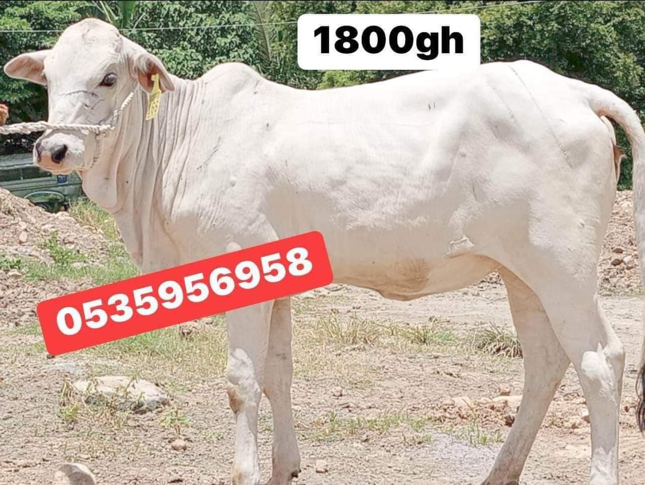 Sell, S.