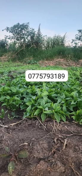 seedlings