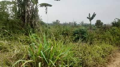 Mukisa D.