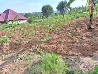 A picture of RWANDA COUNTRY BUGESERA NYAMATA MARANYUNDO