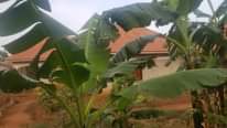 A picture of Residential house on sale in jomayi estate