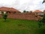 A picture of Gayaza kijabijo quick sale