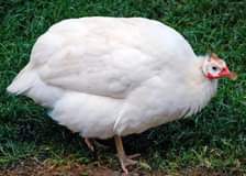 A picture of Guniea Fowls available pair 100 000 to 120 000 Turkeys