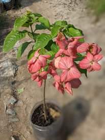 A picture of Msaenda