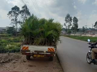 A picture of Plots for sale at 18000000 in matuga kigogwa