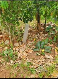 A picture of PLOTS FOR SALE Located on Matuga Bbale 3km from on