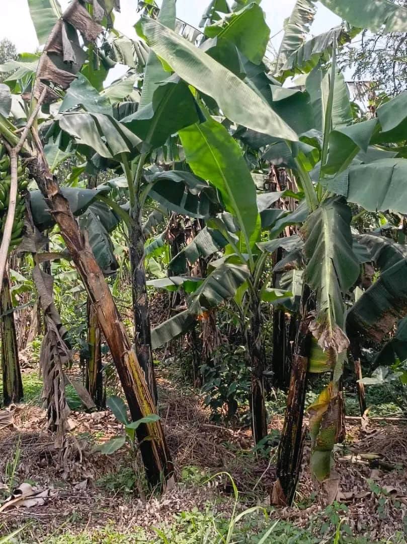 A picture of Cheap plots