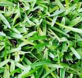 A picture of Grass for sale