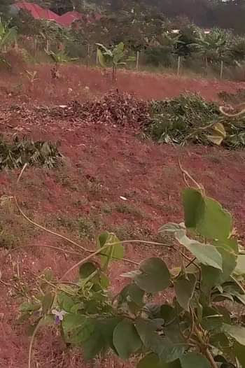 A picture of Plot of Land for sale Price 25millions
