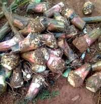 A picture of Our dear customers the rainy season has started we are