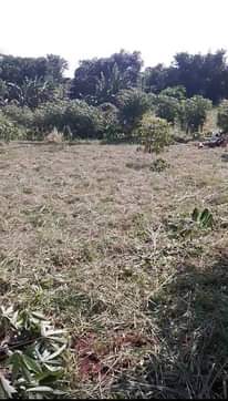 A picture of Plot 50 100