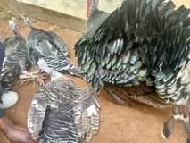 A picture of Guniea Fowls available pair 100 000 to 120 000 Turkeys