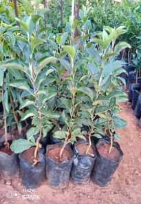 A picture of Apples seedlings