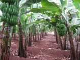 A picture of Bogoya Gonja Banana and Ndizi suckers