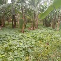 A picture of shAmba linauzwA