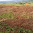 A picture of PLOTS ON SALE In Bujuuko Mityana road 2 5km from