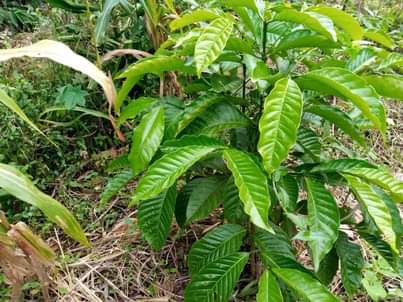 A picture of HALF ACRE FOR SALE IN NAKASEKE KAPEEKA
