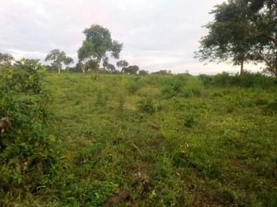 A picture of Shamba la eka 20 linauzwa