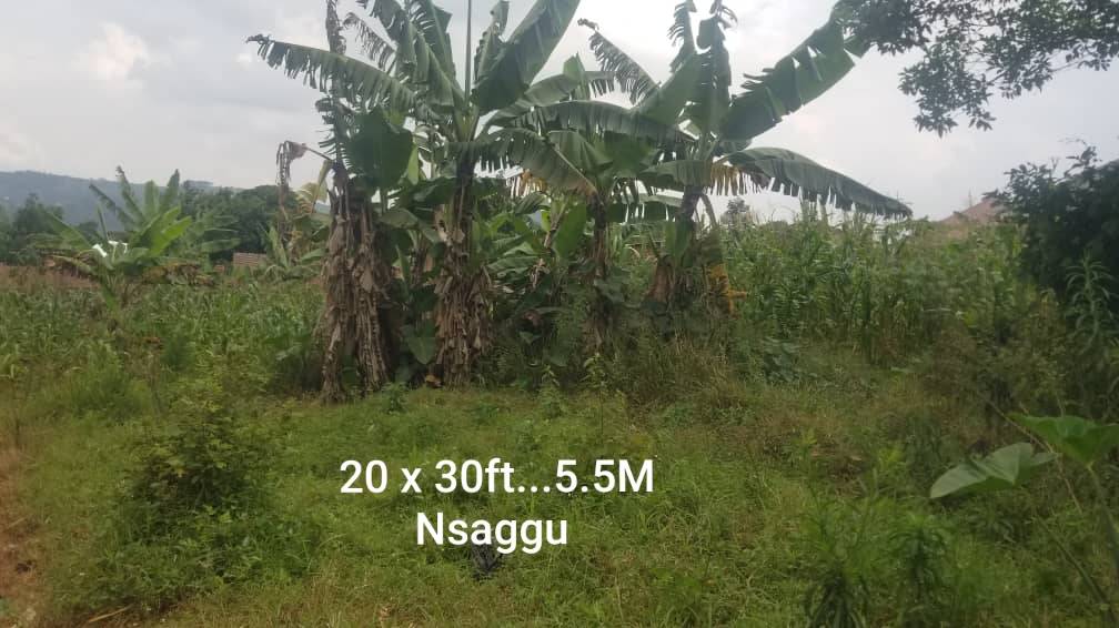 A picture of Cheap plots