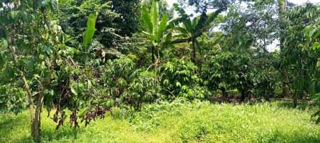 A picture of land for sell