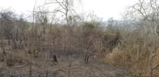 A picture of Shamba linauzwa Msanga wilaya ya kisarawe laki 4 EKALI 1