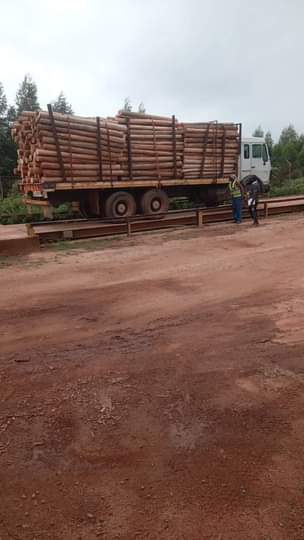 timber