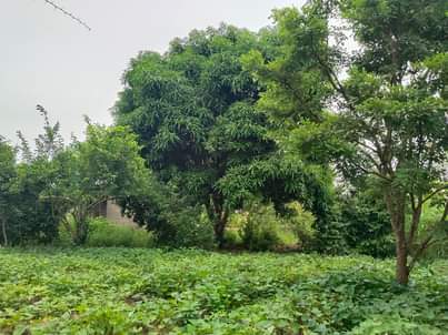 A picture of KIMBIA KODI UWAHI HIKI KIWANJA