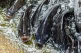 A picture of Are you interested in learning how to start fish farming