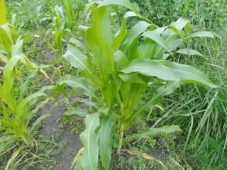 A picture of 1 ACRE FOR SALE IN NAKASEKE KAPEEKA