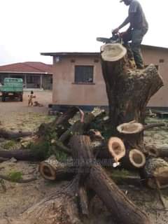 chainsaws