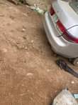 A picture of Honda Accord 2004