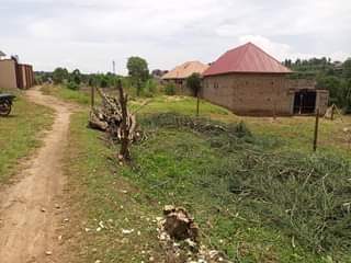 Musinguzi B.