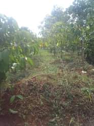 A picture of 100by100 plot available for sale kasanje buyege at only 26m