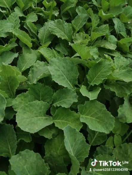 seedlings