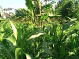 A picture of Five acres for sale at Bukomero Kiboga