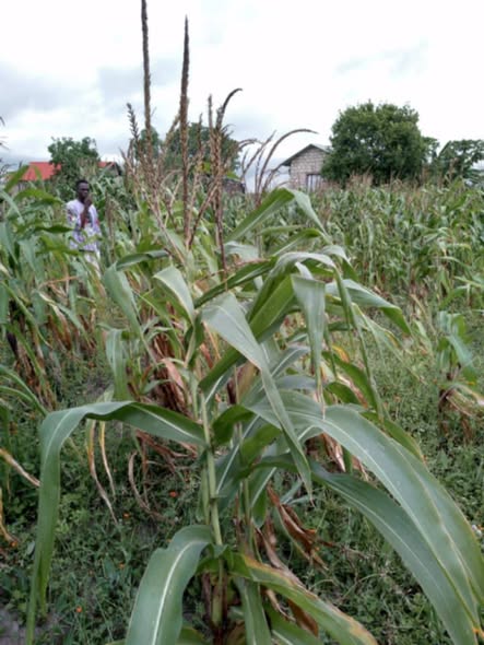 plots mariakani