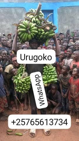 A picture of Kaze kwamuganga makoma 1 kubibwe turabagaruriza 2 kubafise inyatsi yokutaronka