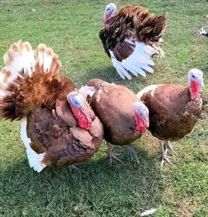 turkish