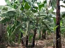 A picture of Matugga migadde plots on sale