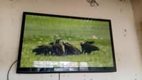 A picture of TV