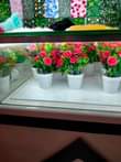 A picture of Flowers