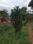 A picture of Quick plots on sale Gayaza road kabubu