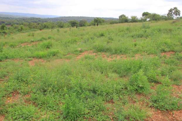makutano plots