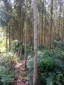 A picture of Ekibanja one acre and half ne kalitunsi waamwo bitundibwa 60m