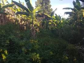 A picture of PLOT IN NSAGGU