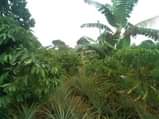 A picture of 2 acres of kibanja on sale Location kabanyi luwero district
